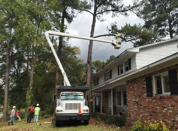 Reliable Baldwin, LA Tree Services Solutions