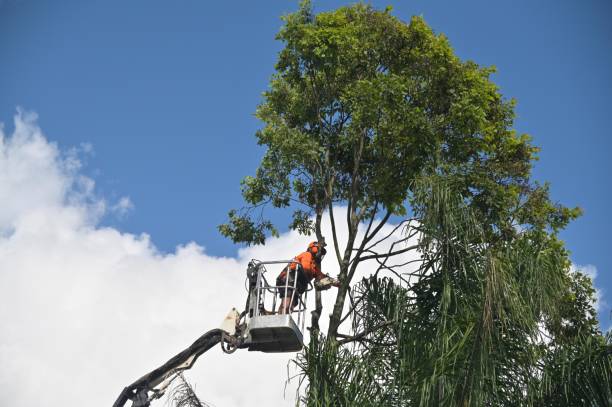 How Our Tree Care Process Works  in  Baldwin, LA